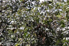 Hydnocarpus alpina